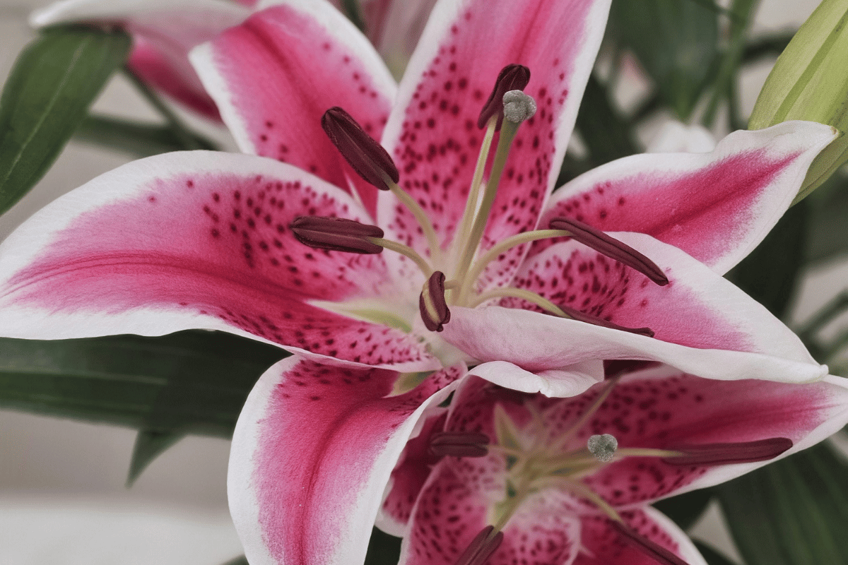 Lilium Oriental hybrids.png
